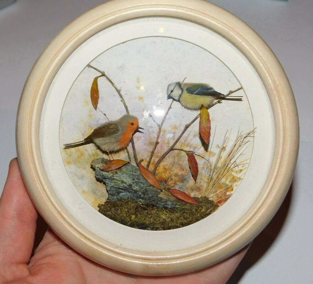 Robin and Bluetit (Version 2) (5-inch)
